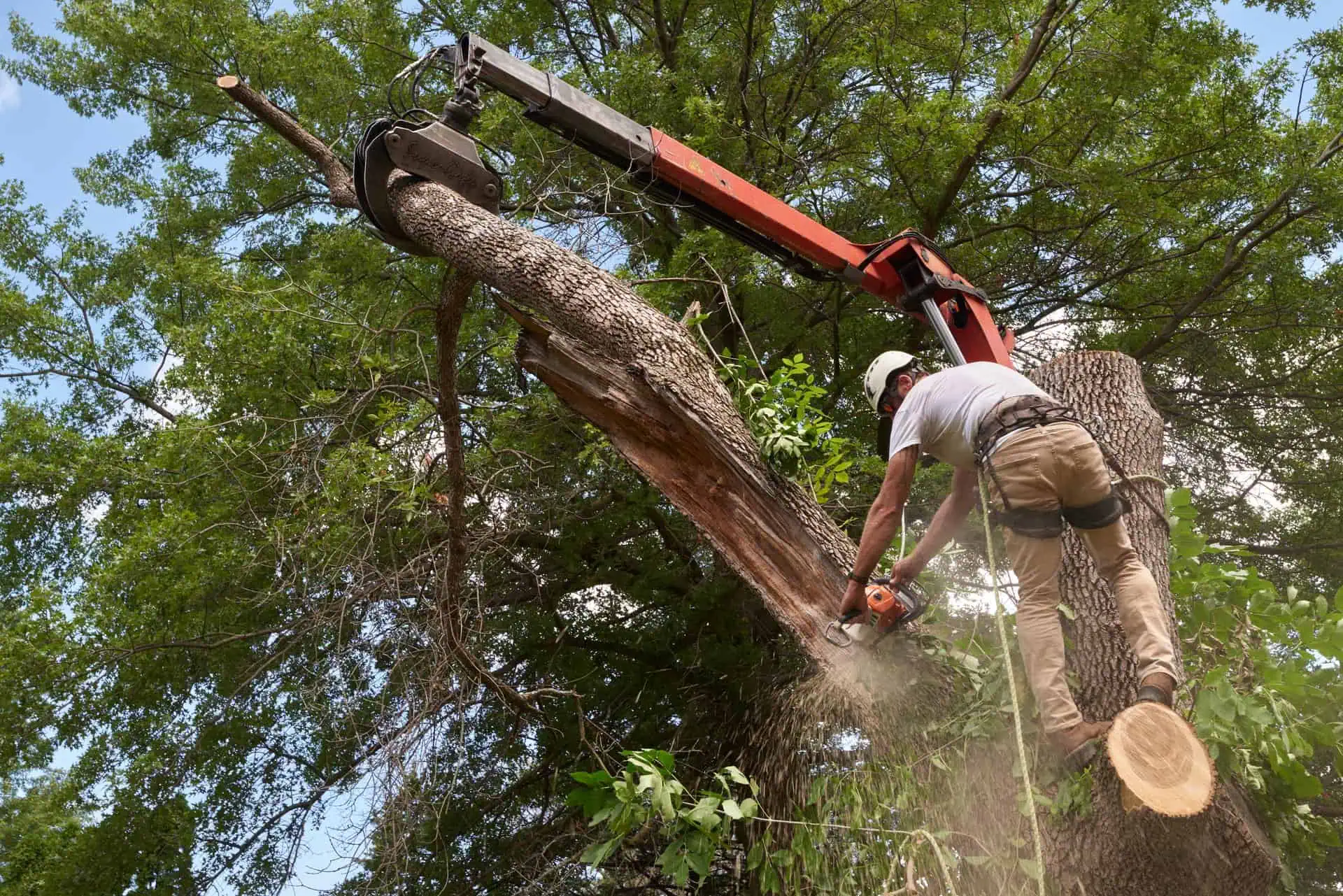 Arborist Insurance Connecticut